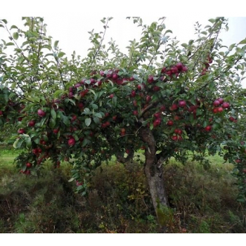 JABŁOŃ CORTLAND stara odmiana soczyste owoce - sadzonki 110 / 140 cm